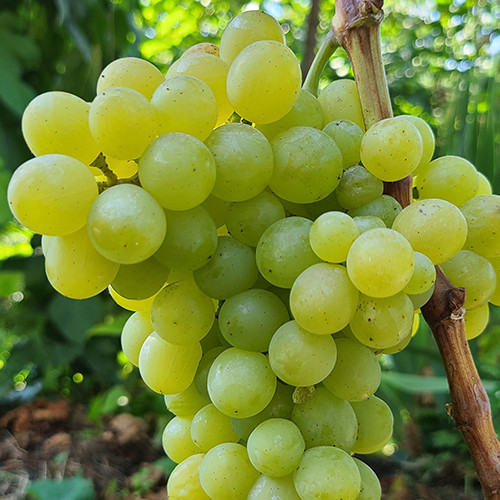 Cаджанці винограду Мускат Жемчужний (черенкований) - 1-річний Чернівці - фото 1