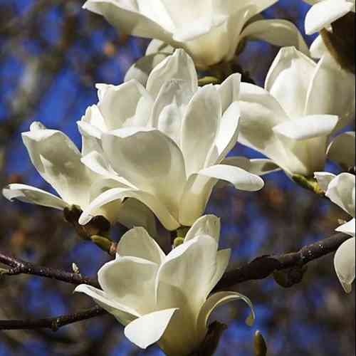 Саджанці магнолії Біла Чудова (черенкований) - 2-річний Чернівці