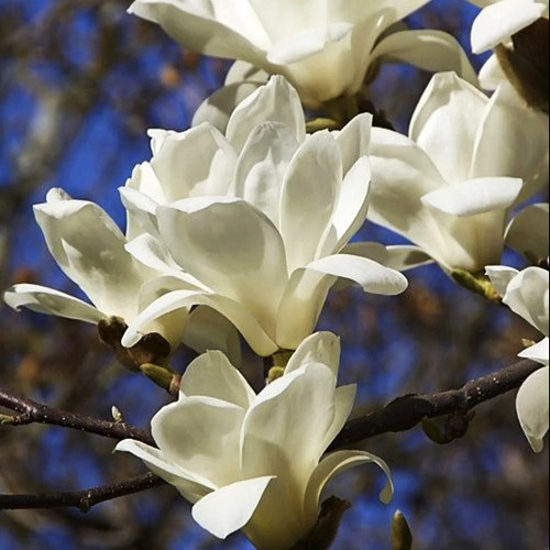 Саженцы магнолии Белая Прекрасная (черенкованный) - 2-летний Черновцы - изображение 1