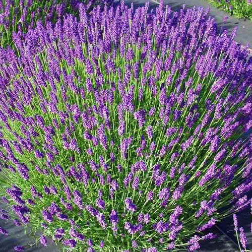 Саженцы лаванды Хидкот (черенкованный) - 1-летний Черновцы - изображение 1