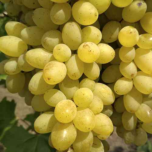 Cаджанці винограду Лорус (черенкований) - 2-річний Чернівці