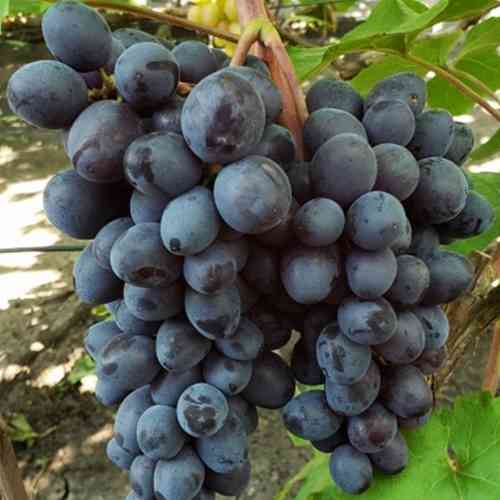 Cаджанці винограду Ізюмський Мускат (черенкований) - 2-річний Чернівці