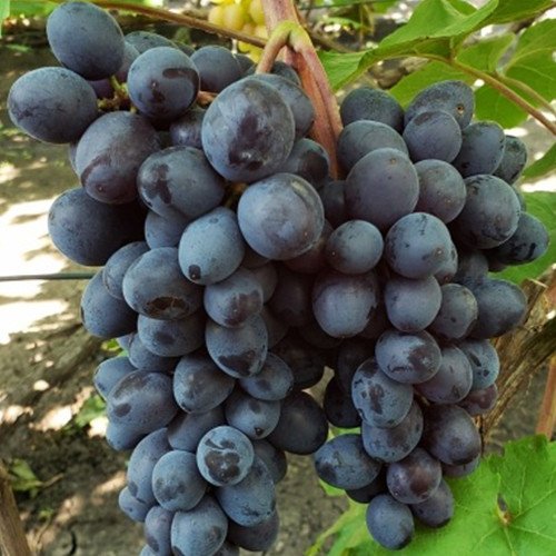 Cаджанці винограду Ізюмський Мускат (черенкований) - 2-річний Чернівці - фото 1