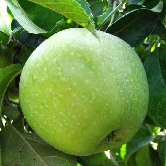 Саджанці яблуні Симиренко (привитий) - 1-річний Чернівці