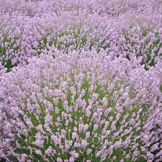 Дворічні сформовані саджанці лаванди рожевого кольору Loddon Pink Ірпінь