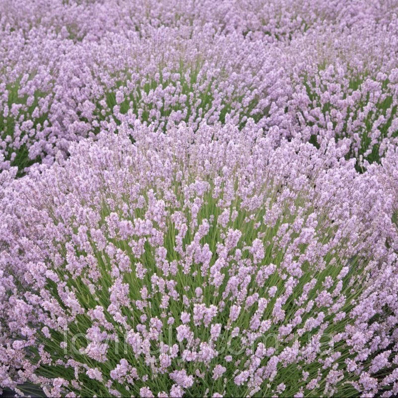 Дворічні сформовані саджанці лаванди рожевого кольору Loddon Pink Ірпінь - фото 1