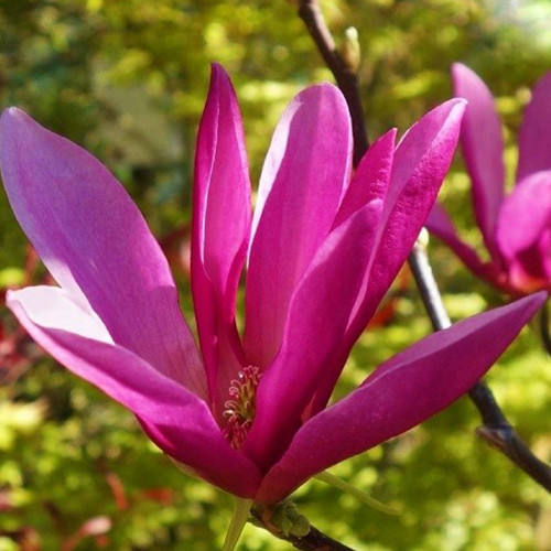 Саженцы магнолии Сюзан (привитый) - 3-летний Черновцы - изображение 1