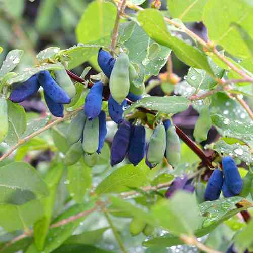Саженцы жимолости Морена (черенкованный) - 3-летний Черновцы