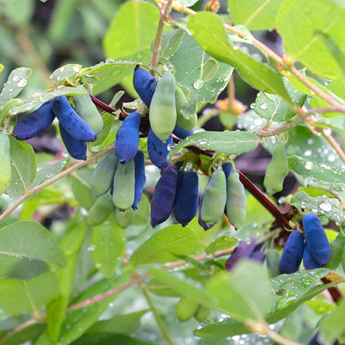 Саженцы жимолости Морена (черенкованный) - 3-летний Черновцы - изображение 1