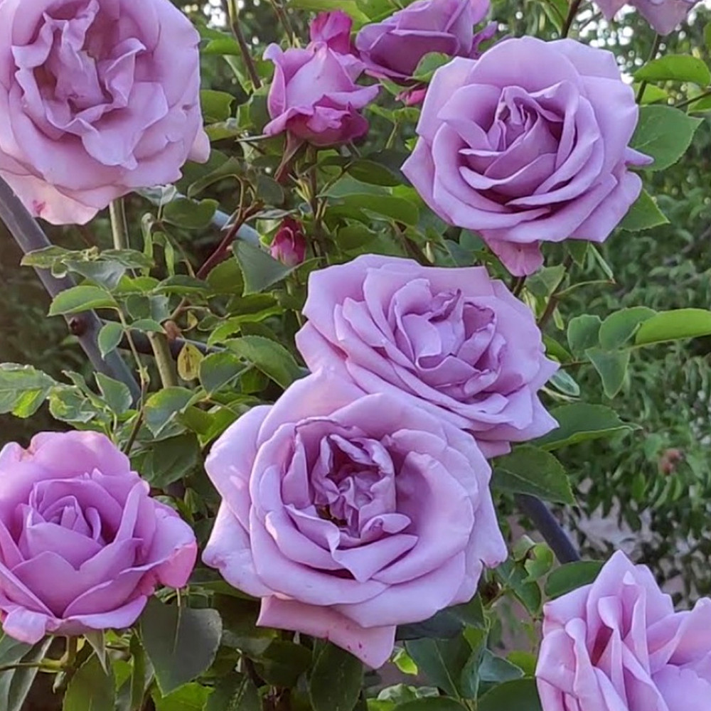 Саджанці плетистих троянд Індиголетта (привитий) Чернівці - фото 1