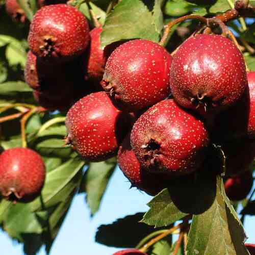 Саджанці глоду Китайський Крупноплідний (привитий) - 1-річний Чернівці