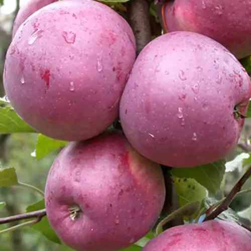 Саженцы яблони Либерти (привитый) - 2-летний Черновцы