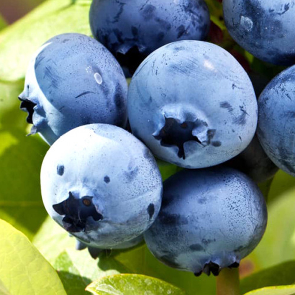 Саженцы голубики Элизабет - 4-летний Черновцы - изображение 1