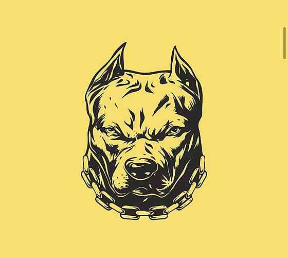 Виниловая наклейка на авто и любую поверхность в Любых размерах - Pid Bull Черновцы