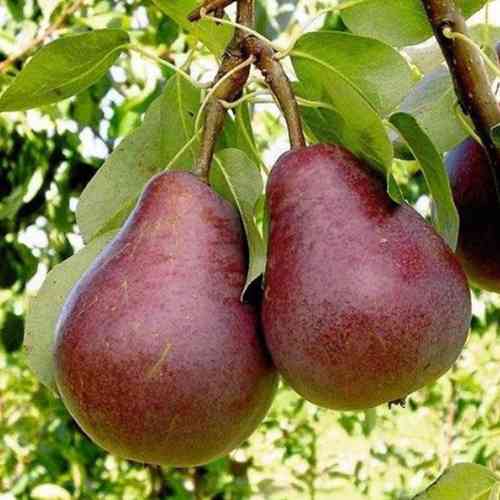 Саженцы груши Ред Фаворитка (привитый) - 1-летний Черновцы