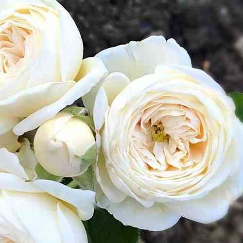 Саженцы роз Артемис (привитый) - 2-летний Черновцы