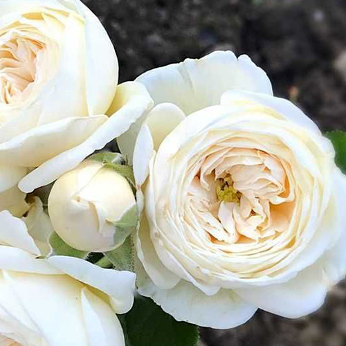 Саженцы роз Артемис (привитый) - 2-летний Черновцы - изображение 1