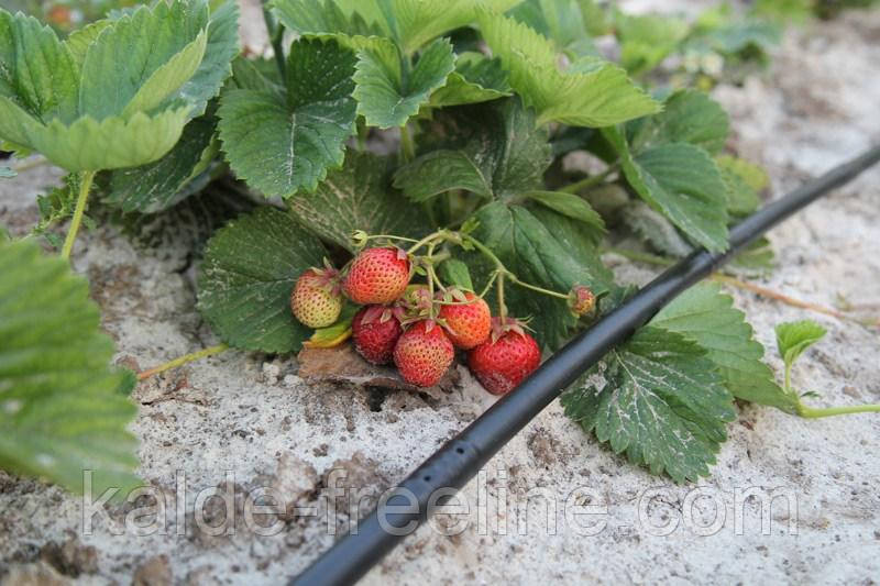 Крапельна трубка багаторічна Presto-PS з крапельницями через 33 см, довжина 200 м (MCL-33-200) Харків - фото 10