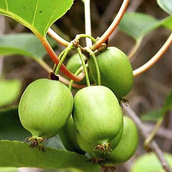 Саджанці міні-ківі Актинідія (пара) - 1-річний Чернівці