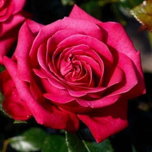 Саженцы роз Розовая Магия (привитый) - 2-летний Черновцы - изображение 1