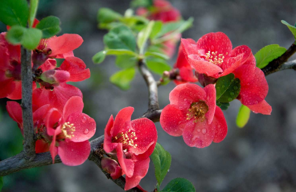 Фотоапарат: Nikon D3100 Харків - фото 6