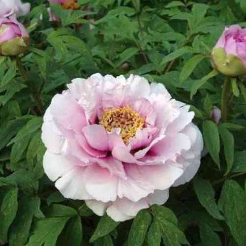 Саджанці піона деревоподібного Лайлек (сіянець) - 1-річний Чернівці