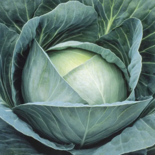 Капуста білоголова Професор F1 20шт Професійне насіння Житомир