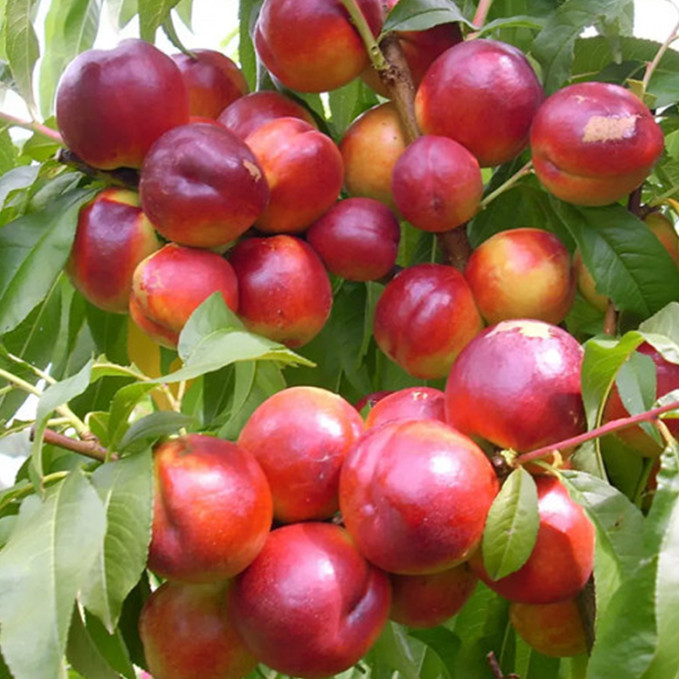 Саженцы нектарина Флейвор Топ (привитый) - 2-летний Черновцы - изображение 1