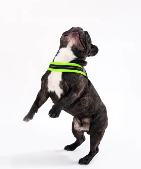Анатомічна шлея для собак Tre Ponti Fluo Mesh Harness (з регулюванням на животі) Розмір 4 Луцк - изображение 3