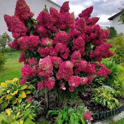 Саджанці гортензії Самарська (черенкований) - 1-річний Чернівці