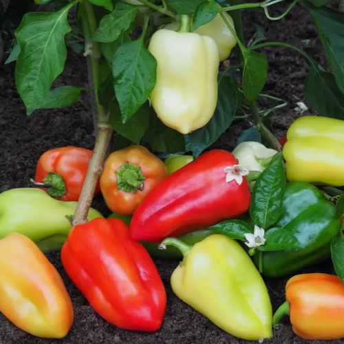 Перець Цинтія F1 червоний 10шт Професійне насіння Житомир