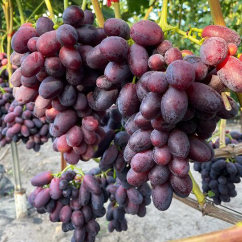 Саженцы винограда Днепровский Квартал (черенкованный) - 2-летний Черновцы - изображение 1