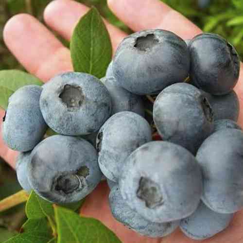 Саженцы голубики Аврора (черенкованный) - 2-летний Черновцы