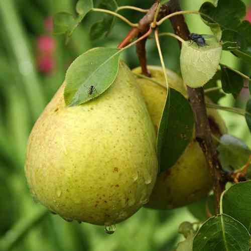 Саженцы груши Лада (привитый) - 2-летний Черновцы