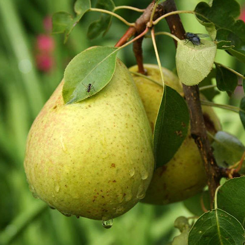 Саджанці груші Лада (привитий) - 2-річний Чернівці - фото 1