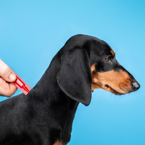 Краплі Provet PROFILINE для собак 20-40 кг інсектоакарицид4 піпетки по 3 мл Київ - фото 3