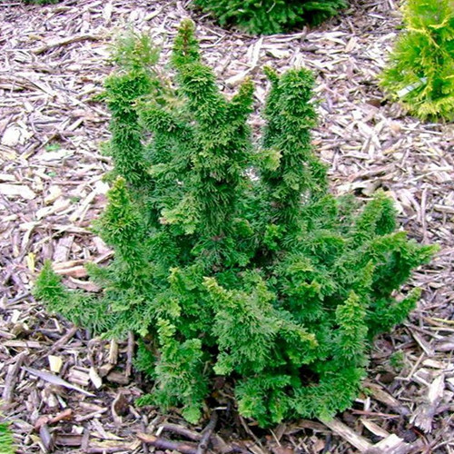 Саджанці туї Малоніана Чернівці - фото 1