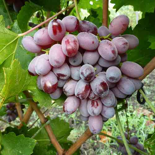 Саженцы винограда Скарлет Роял (черенкованный) - 1-летний Черновцы