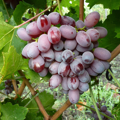 Cаджанці винограду Скарлет Роял (черенкований) - 1-річний Чернівці - фото 1