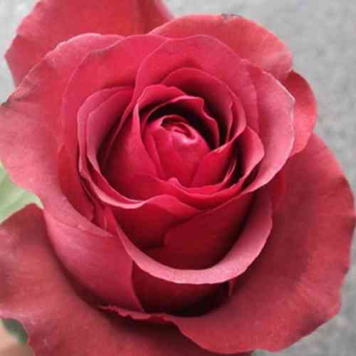 Саженцы роз Матильда (привитый) - 2-летний Черновцы