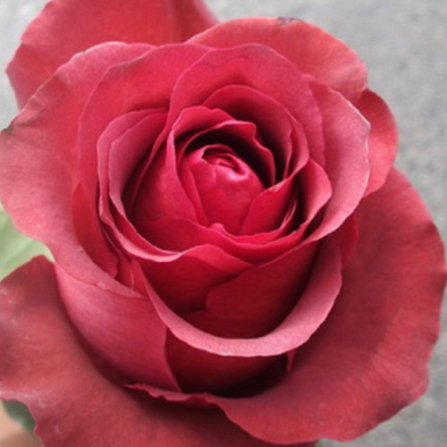 Саженцы роз Матильда (привитый) - 2-летний Черновцы - изображение 1