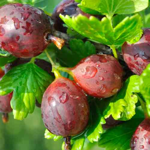 Саджанці агрусу на штамбі Ленінградський (привитий) - 2-річний Чернівці