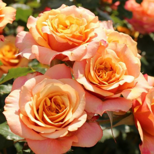 Саженцы роз Ла Вилла Котта (привитый) - 2-летний Черновцы - изображение 1