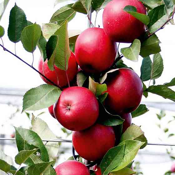 Саженцы яблони Ред Сан (привитый) - 2-летний Черновцы