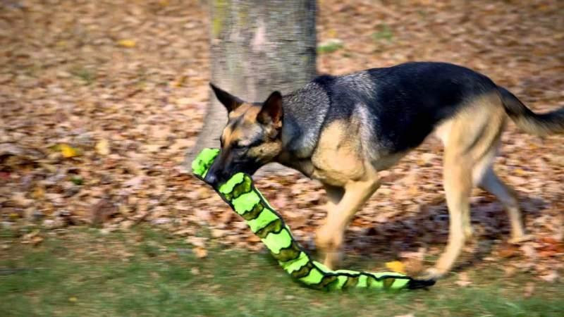 Игрушка пищалка для собак Непобедимая змея Outward Hound Invincibles Snakes (Аутвард Хаунд) Запорожье - изображение 2