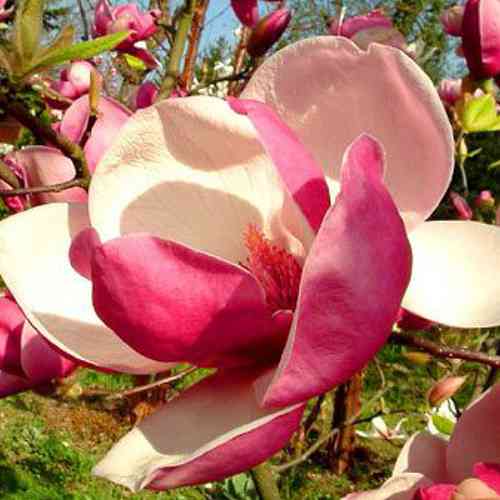 Саженцы магнолии Марч Тил Фрост (привитый) - 3-летний Черновцы