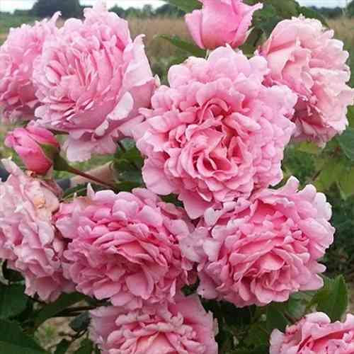 Саджанці троянд Б'єнвеню (привитий) - 2-річний Чернівці