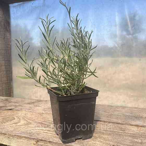 Дворічний кущик лавандину білого кольору  Едельвейс Edelweiss  діаметр до 20 см Закрита коренова система Ірпінь