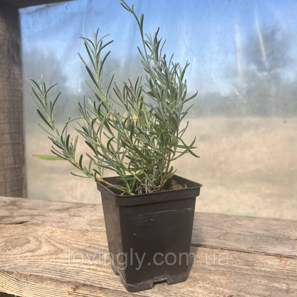 Двухлетний кустик лавандина белого цвета Эдельвейс Edelweiss диаметр до 20 см Закрита коренева система Ирпень - изображение 3