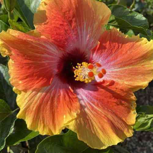 Саженцы гибискуса Флорида (черенкованный) - 1-летний Черновцы